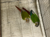 Conure breeding